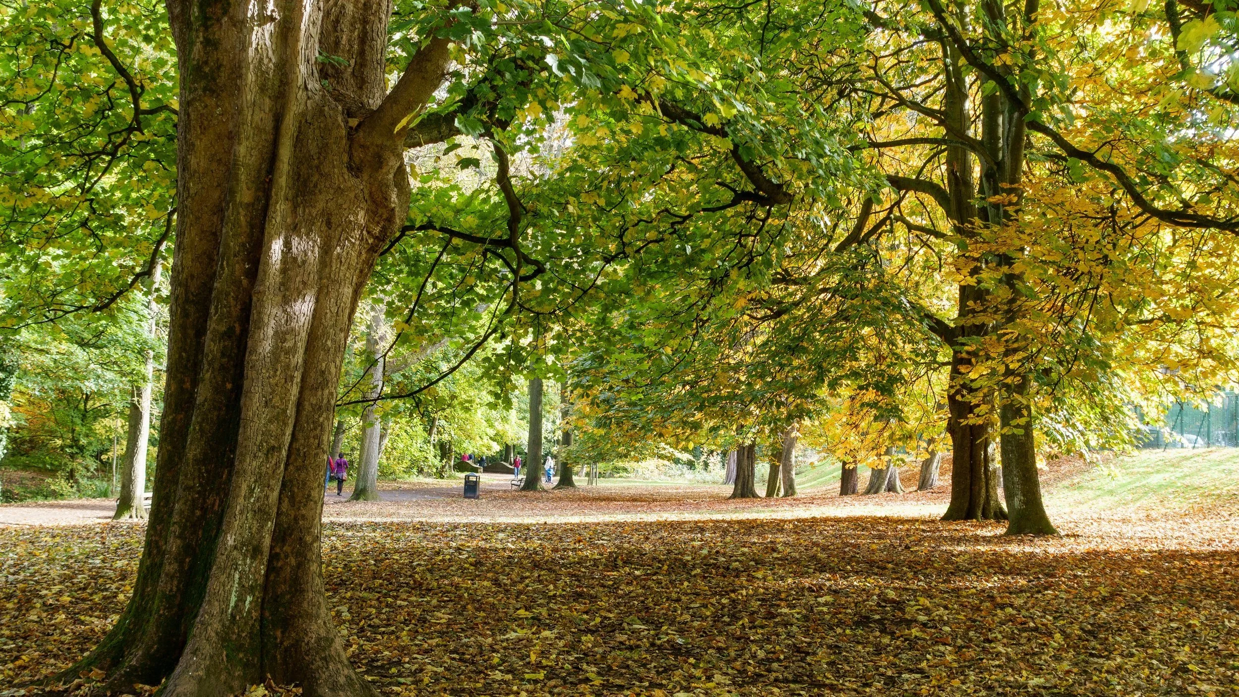 A regular route? Endcliffe, Bingham and Forge Dam