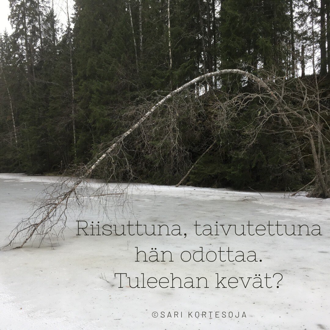 Tämä taipumaan pakotettu puu teki vaikutuksen viime talvena, tai saattoi se olla jo edellinenkin. Aika menee niin äkkiä... Puu oli minulle metafora ihmisestä, joka ei saa olla sellainen kuin haluaisi, vaan joutuu taipumaan muiden tahtoon - mutta