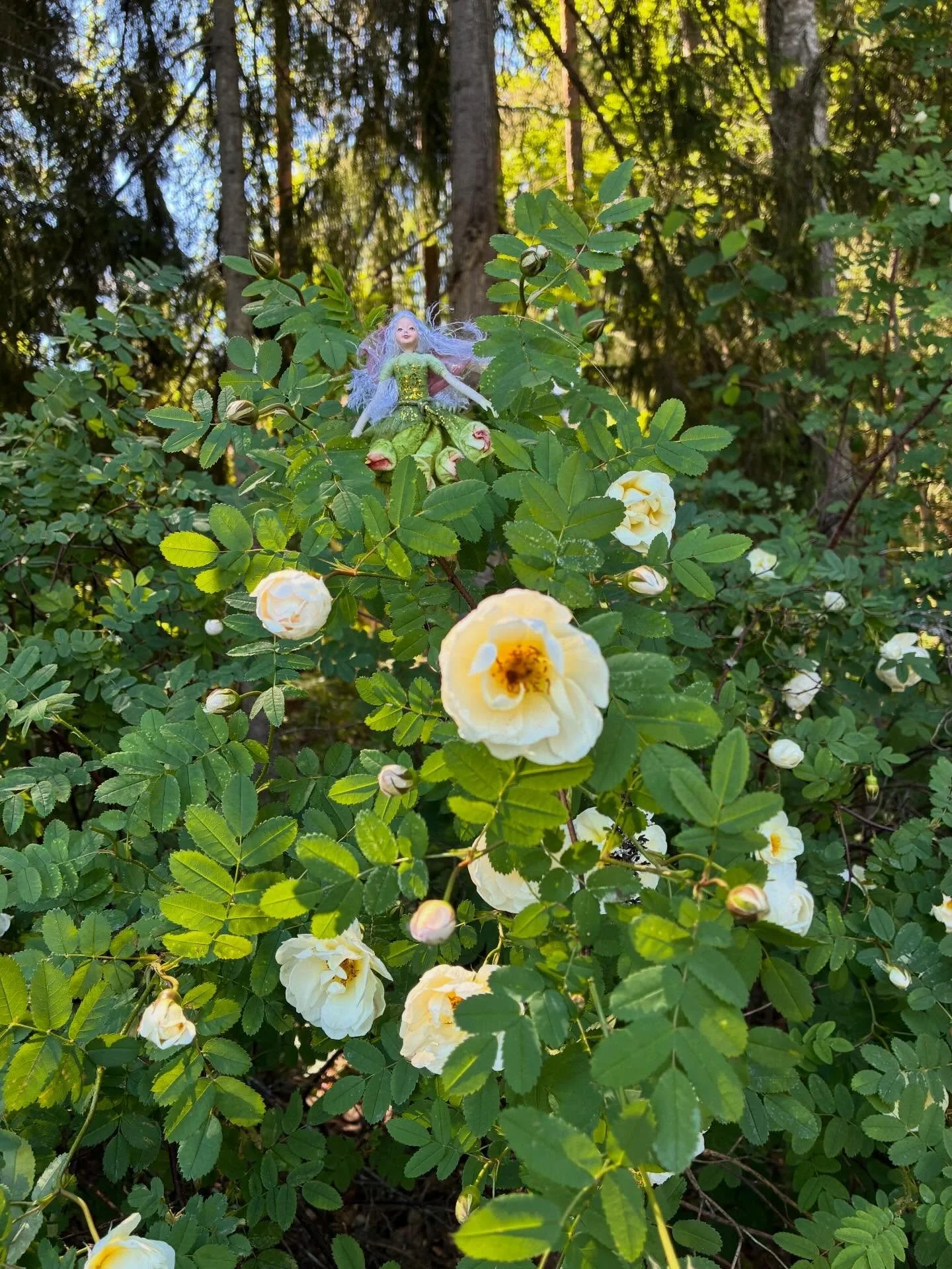 ☀️🧚&zwj;♀️ Keskikes&auml;n taikaa... Hyv&auml;&auml; juhannusta! 🧚☀️