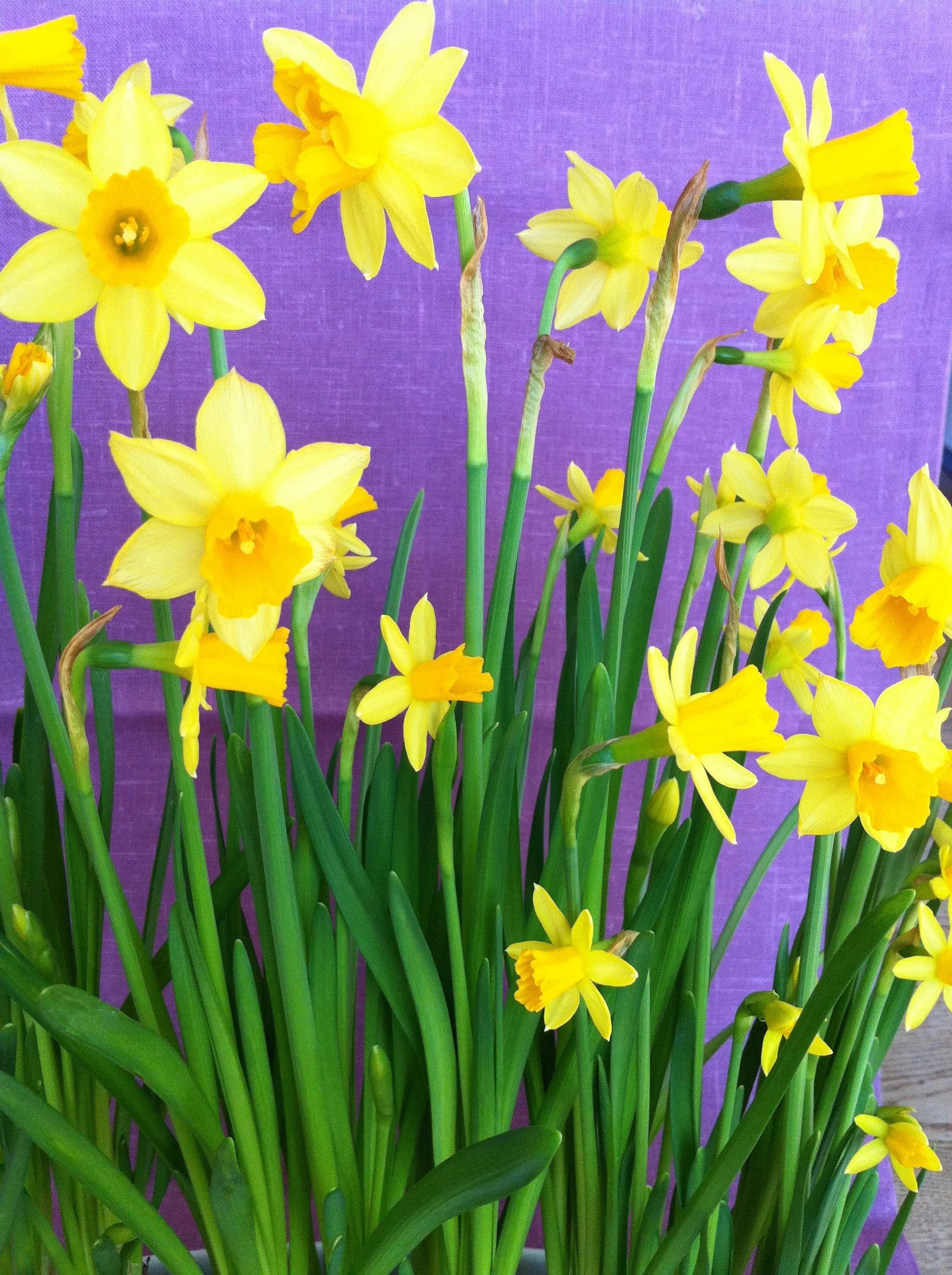 March Yoga Brunch -Celebrating Spring
