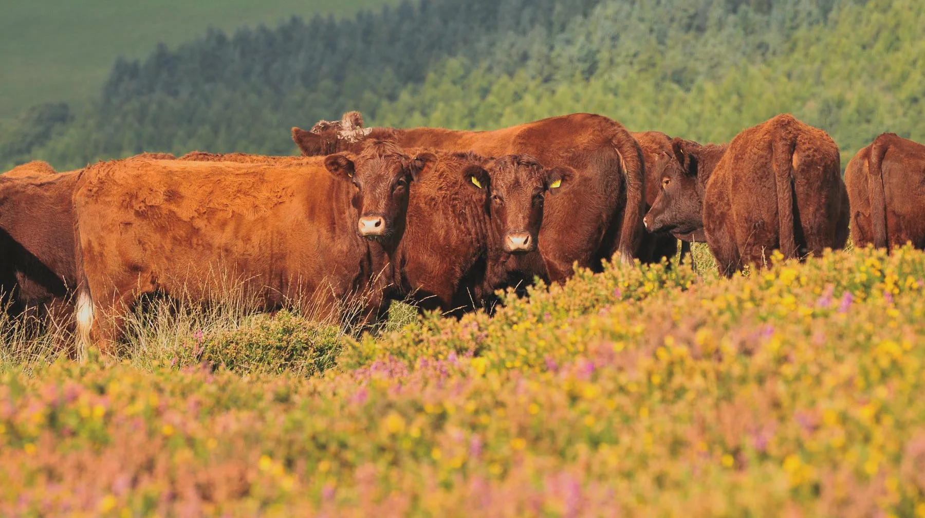 lemons-cottage-holiday-cow-ruby-country.jpg