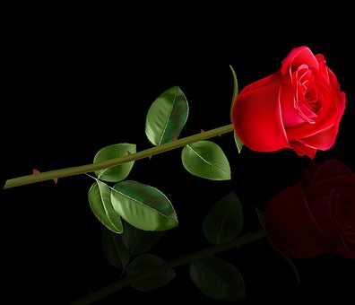 rose 7.jpg