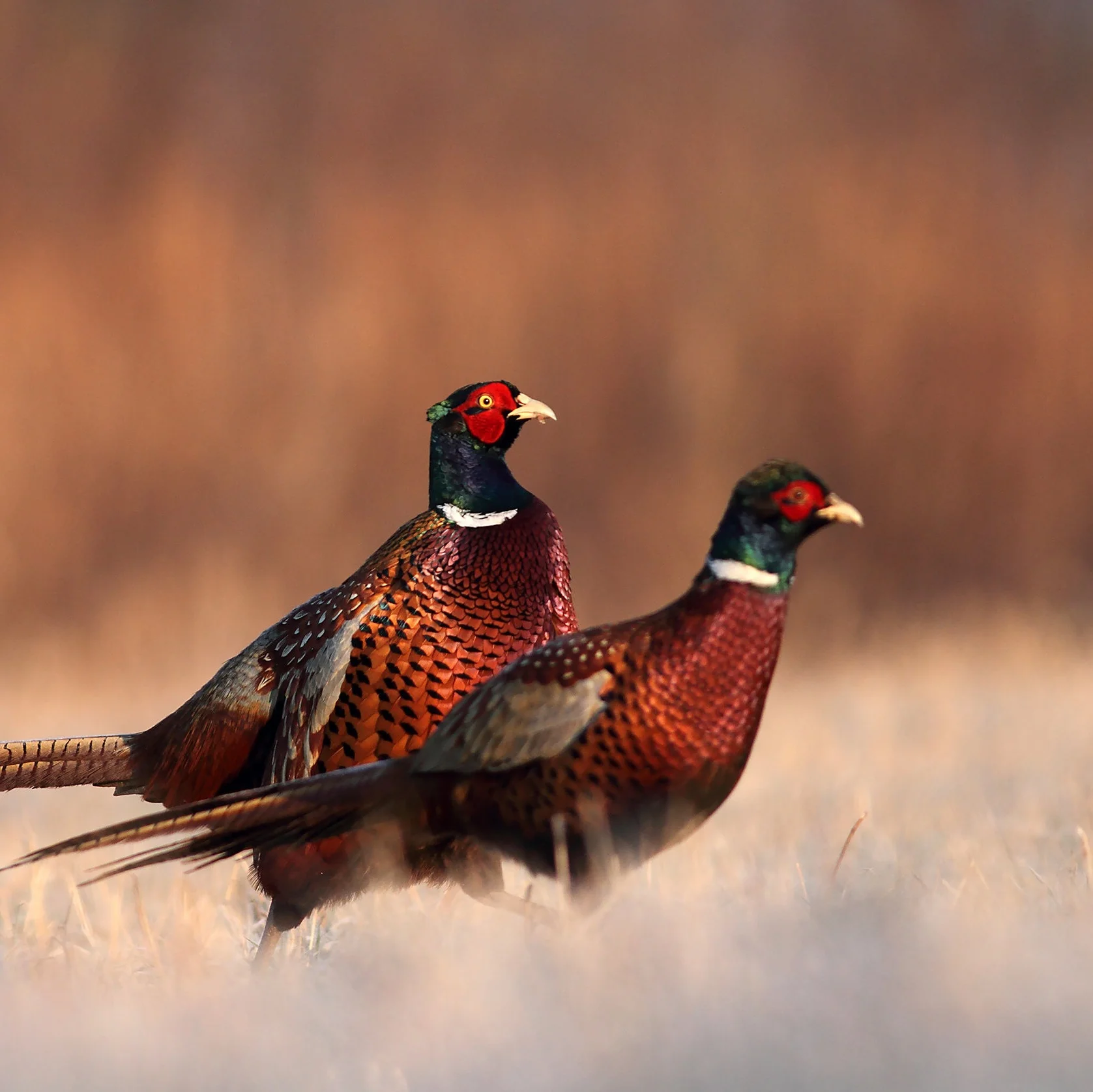 Meet the Pheasants