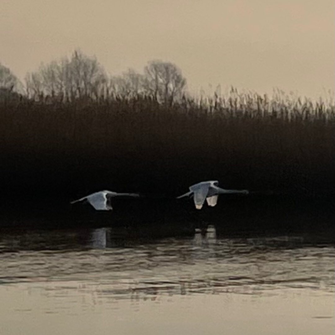 This wonderful county never ceases to amaze me. First time on the #norfolkbroads, we will be back soon #wildlifehaven #peaceandtranquility #messingaboutonthewater

Where is your favourite place to visit in #norfolk?

#NorfolkPheasant #BespokeTravelEx