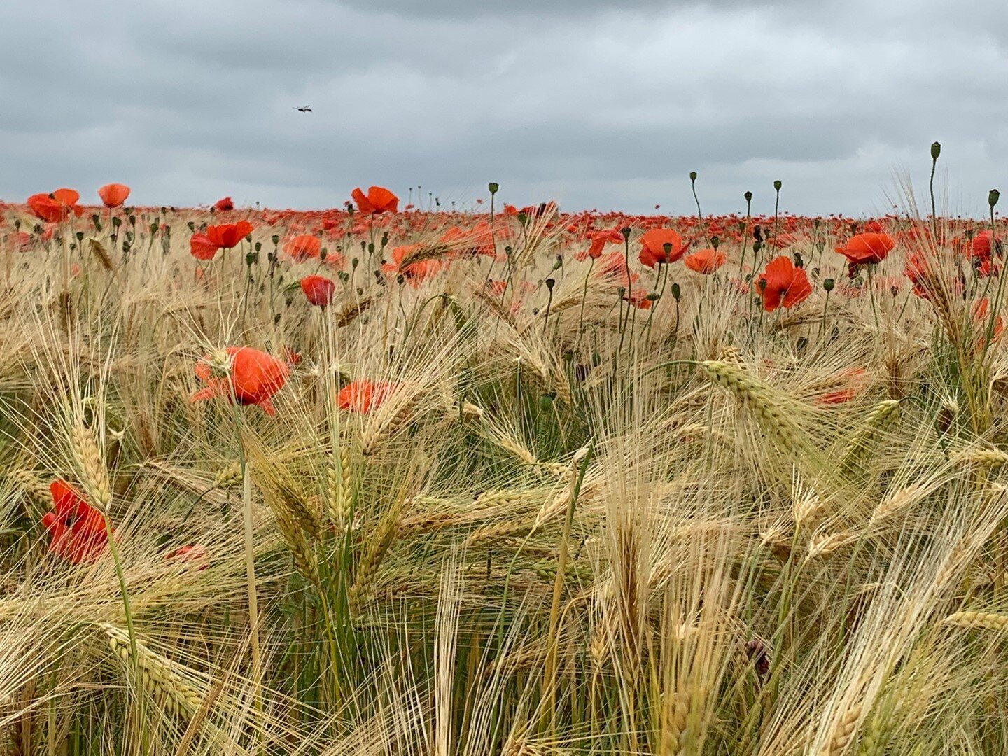 Norfolk poppies - totally spectacular ❤️

#norfolk #norfolkpheasant #wildflowers #poppies #norfolkpoppies #bespokeexperiences #bespoketravelexperiences #norfolkwalks #countrystays