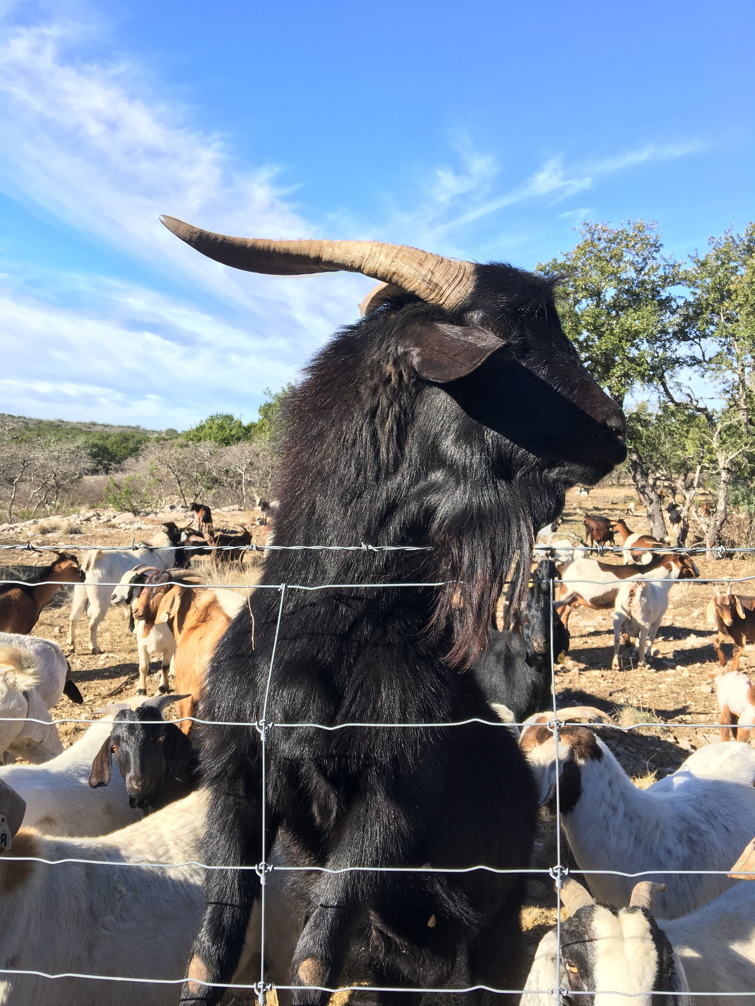 Spanish & Savanna Goats — 4LANDRY'S RANCH