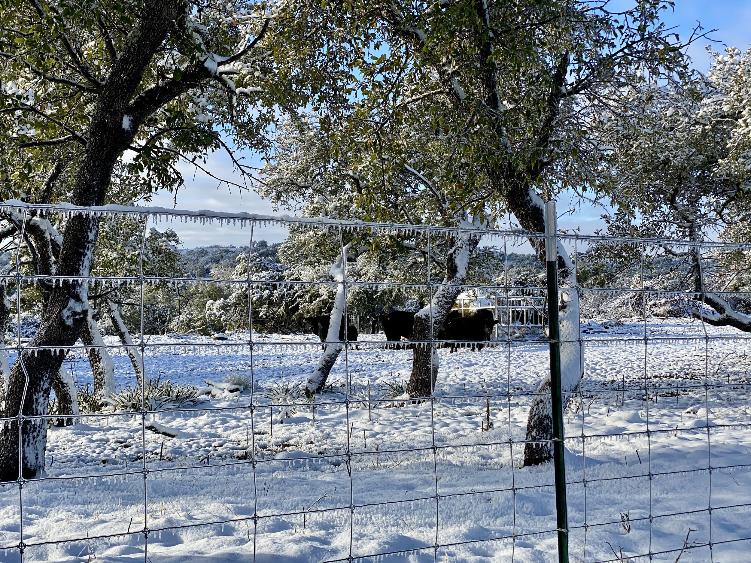Snow-covered landscape with trees, cattle, and a wire fence.