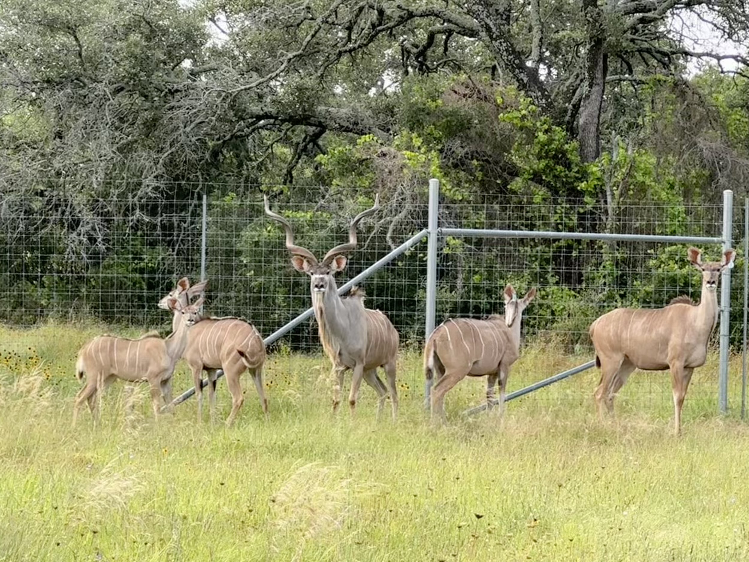 Five kudu standing in a grassy area near a metal fence with trees in the background.