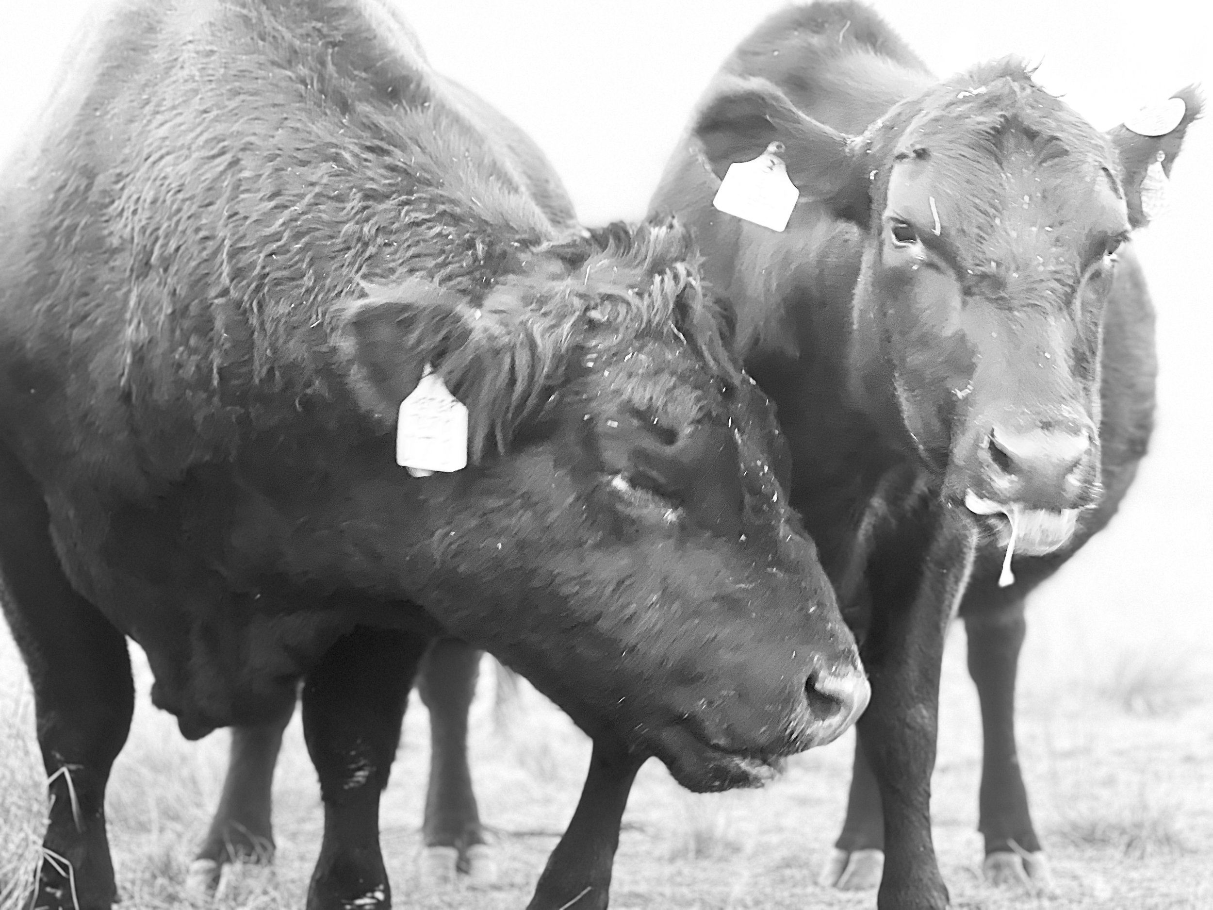 Two black cows with ear tags standing close together, one with strands of hay in its mouth.