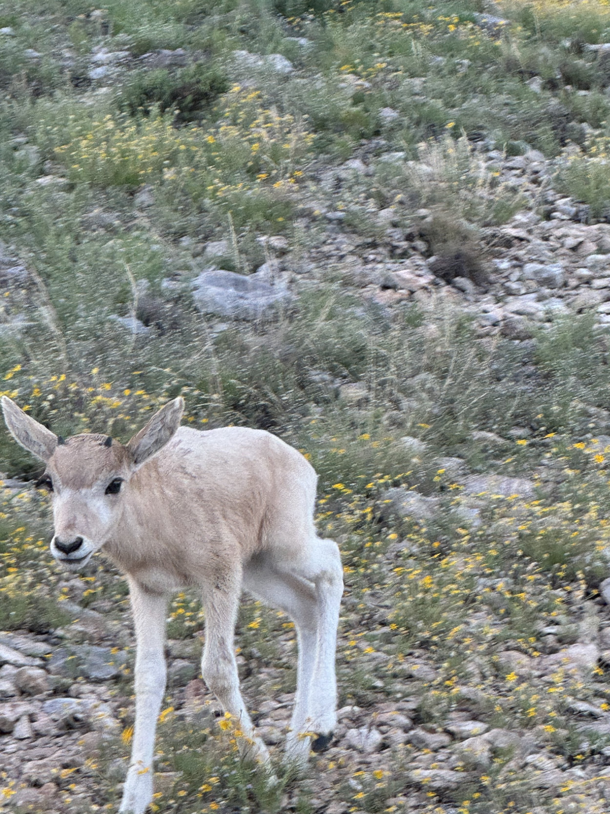 Young antelope standing on rocky terrain with yellow wildflowers