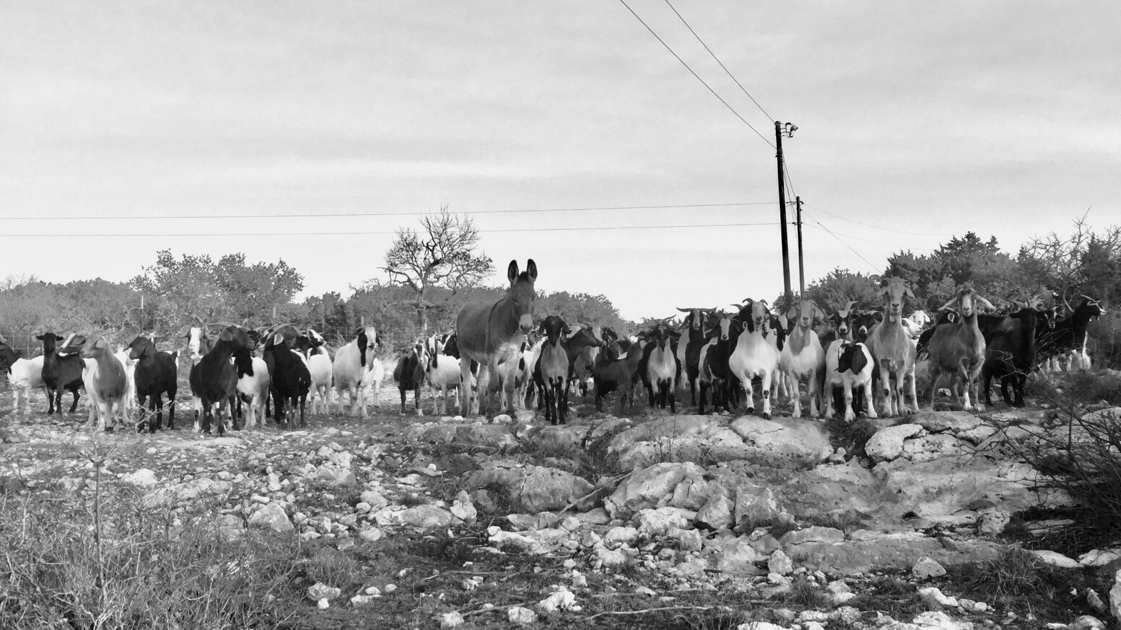 Herd of goats and a donkey standing on rocky terrain with trees in the background.