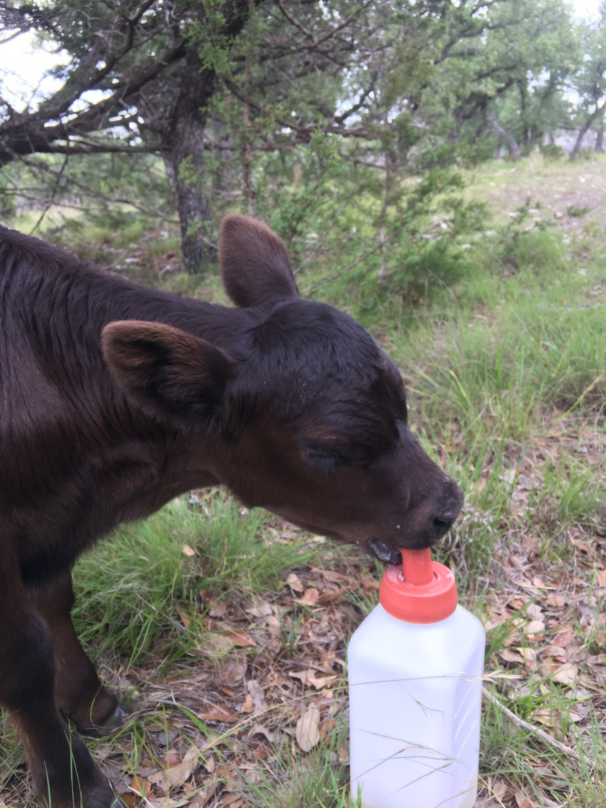 Calf drinking from a bottle in a grassy area with trees in the background.