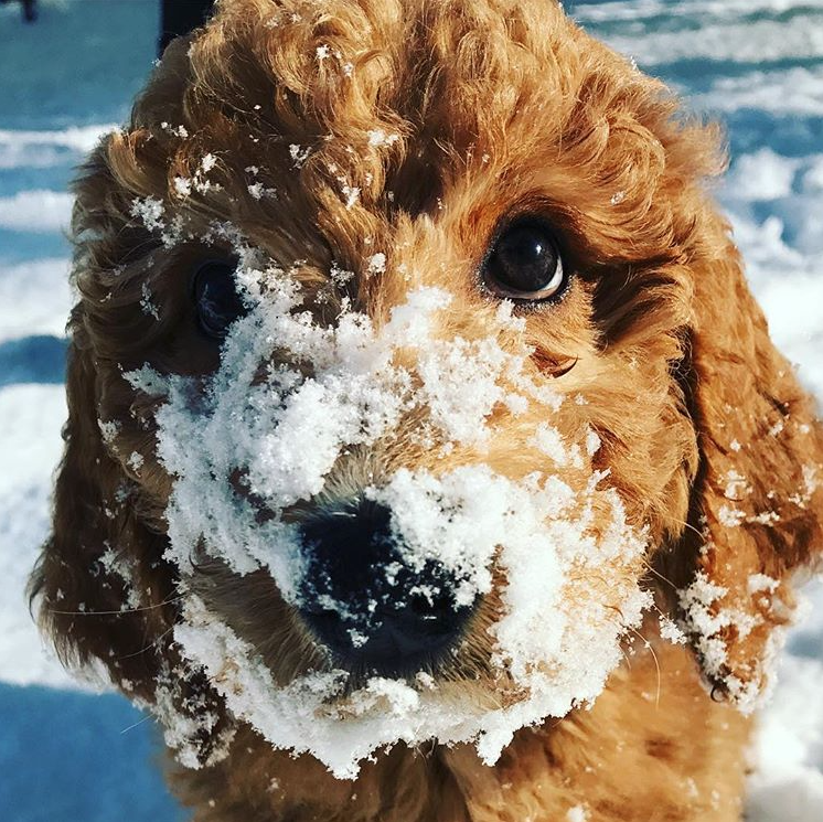 doodles in the snow