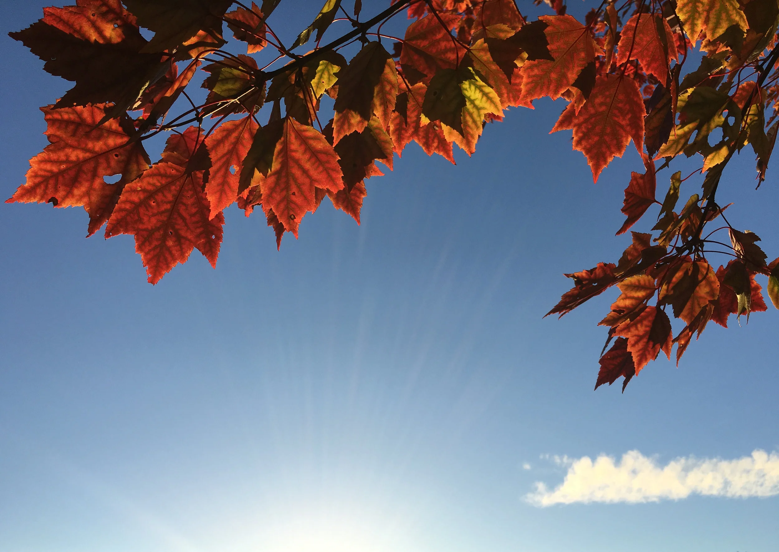 We've Turned Over a New Leaf!