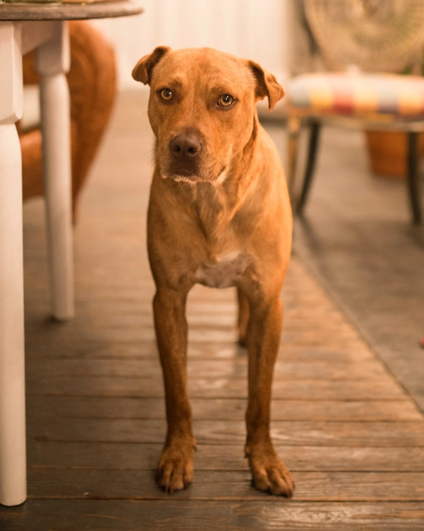 It&rsquo;s with a very heavy heart that we share the news of the passing of our wonderful dog Archie. 

He has been a firm favourite with campers since the very beginning of Camp Crusoe, gently reassuring those missing pets they left at home, or quie