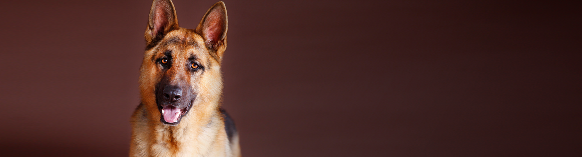 TF-K9-MISSION-BANNER.png