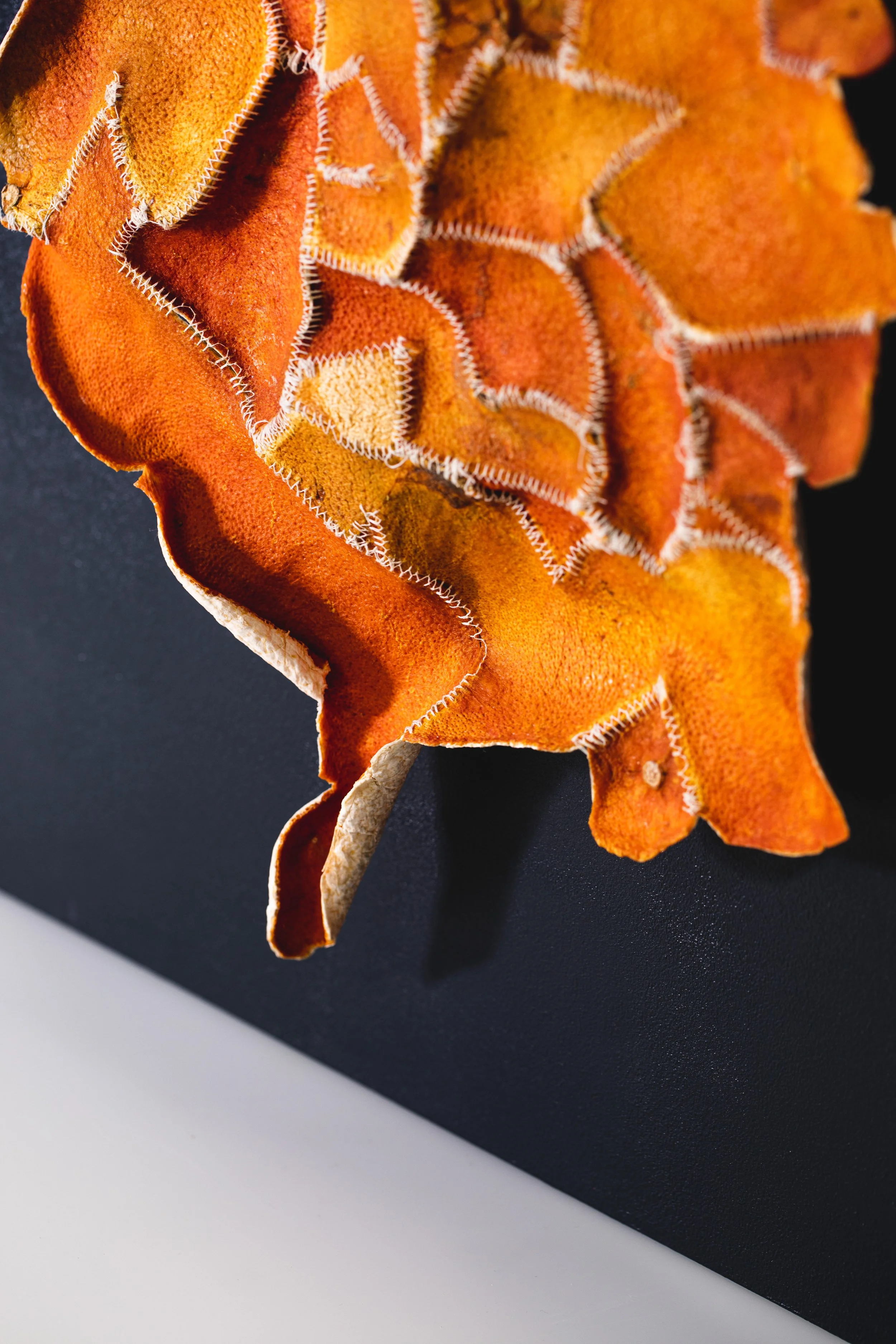 Copy of Copy of 6W7A4081.jpg