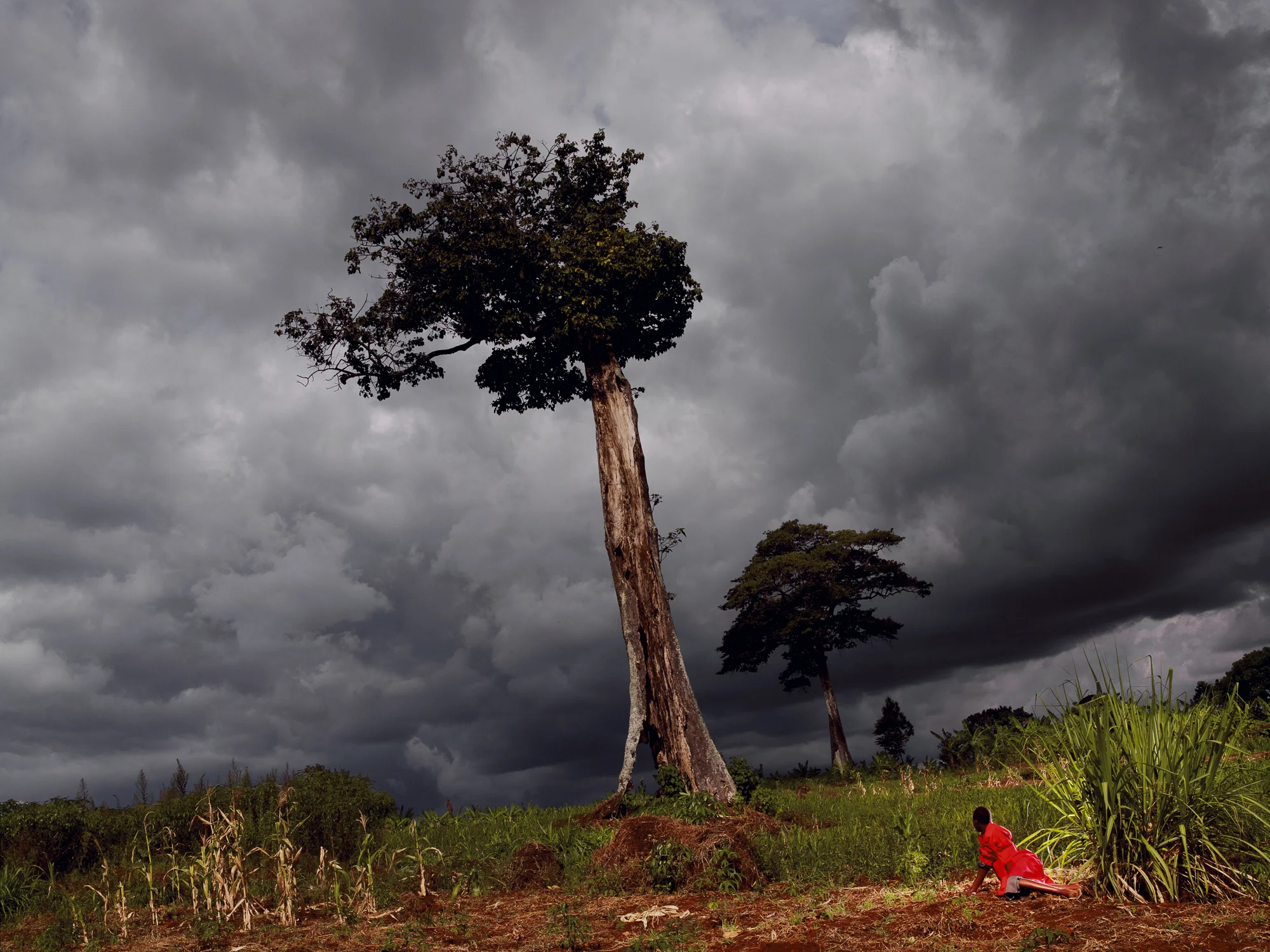 L’ARBRE FOUDROYÉ, RWANDA