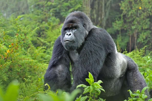 Le Rwanda est connu des touristes car c’est l’un des 3 pays dans lesquels il est possible d’aller a la rencontre des gorilles des montages. Le gouvernement vient d’augmenter le ticket d’accès de $750 a $1,500 par personne. Ce sera pour une prochaine fois!