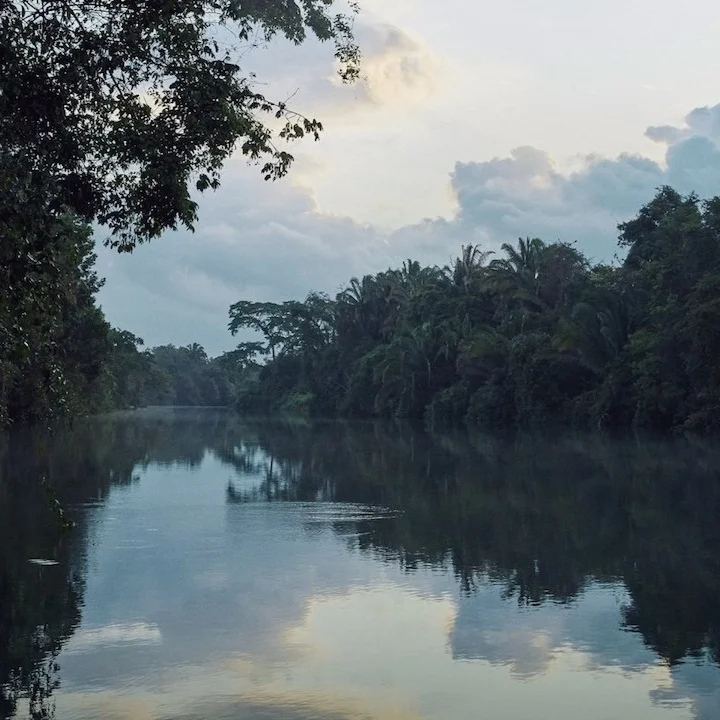 Rainforest.jpg