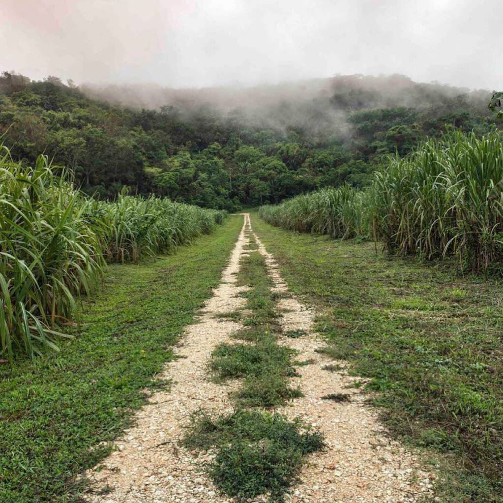 SugarCane.jpg