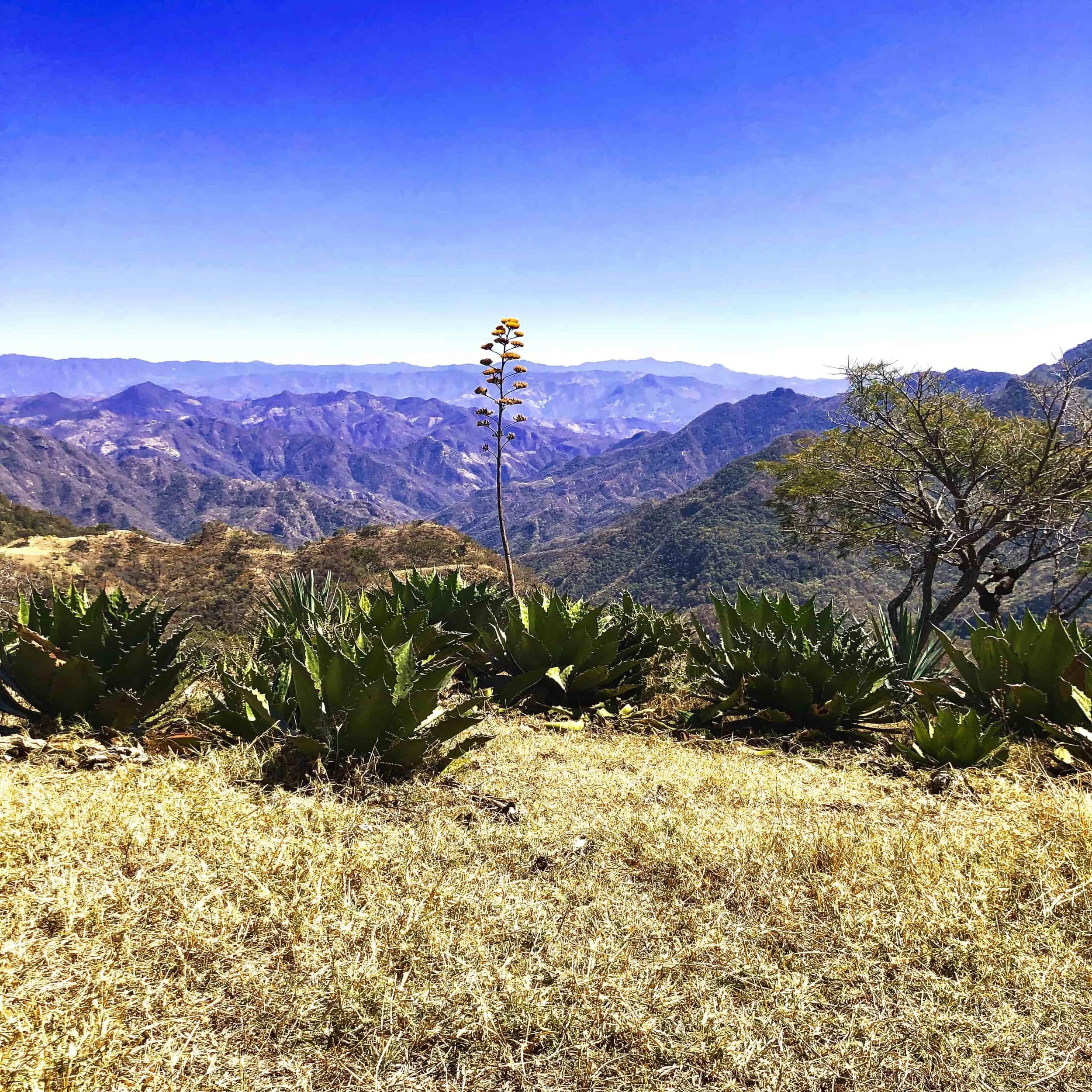 Michoacán Made