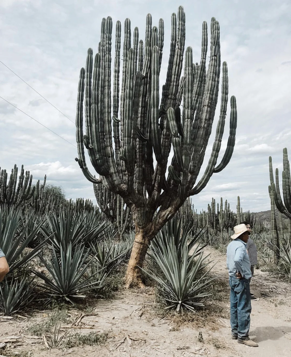 Agave Legends @ Republique Los Angeles Monday, March 25th - 7pm