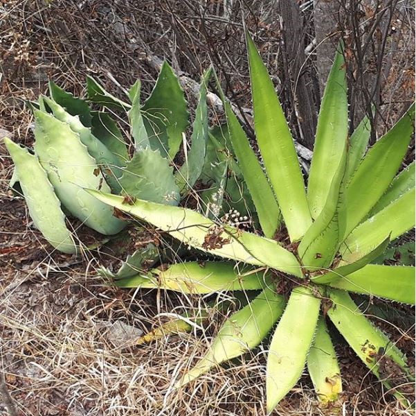 Tobala(L) and Jabali(R) growing in the wild side by side