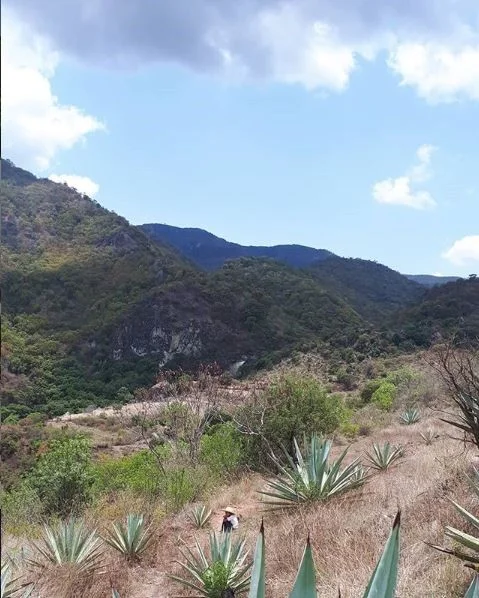Future Mezcalero sitting amonst Sierra Negras