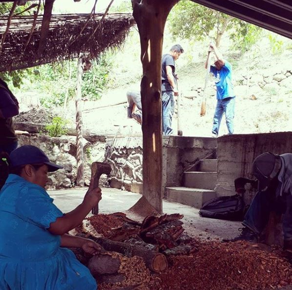 A family affair- Alberto and his Son-in-Law mash while his wife Yolanda removes the Tepehuaje bark from a branch