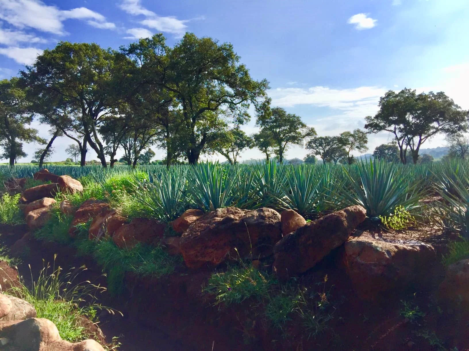 Unpredictable Agave