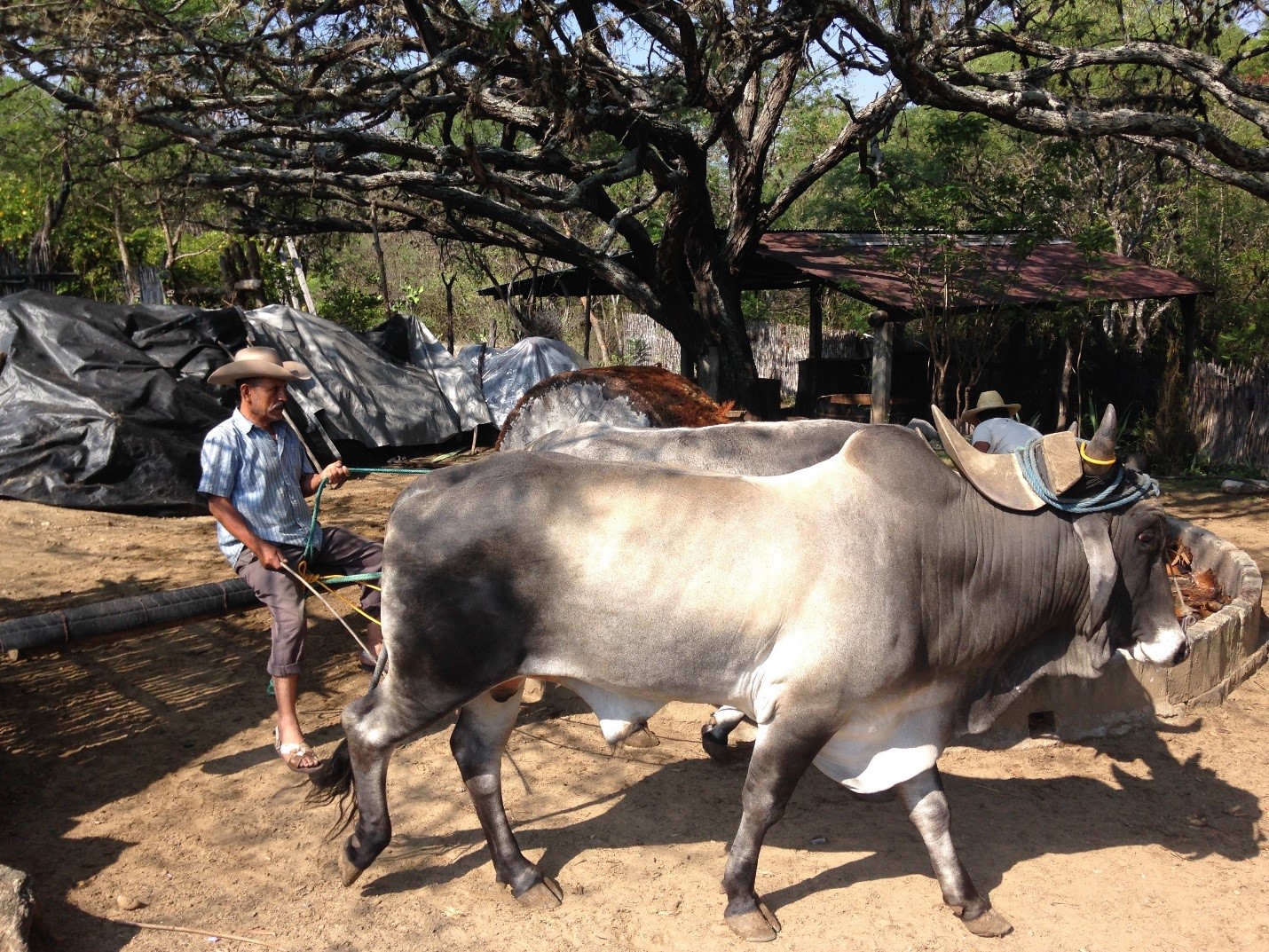 Bulls Pulling the Tahona used to Crush the Agave