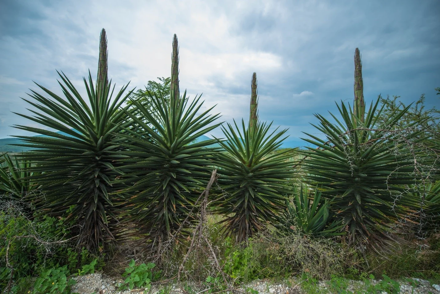 Neta- Spirit Distilled from Agave