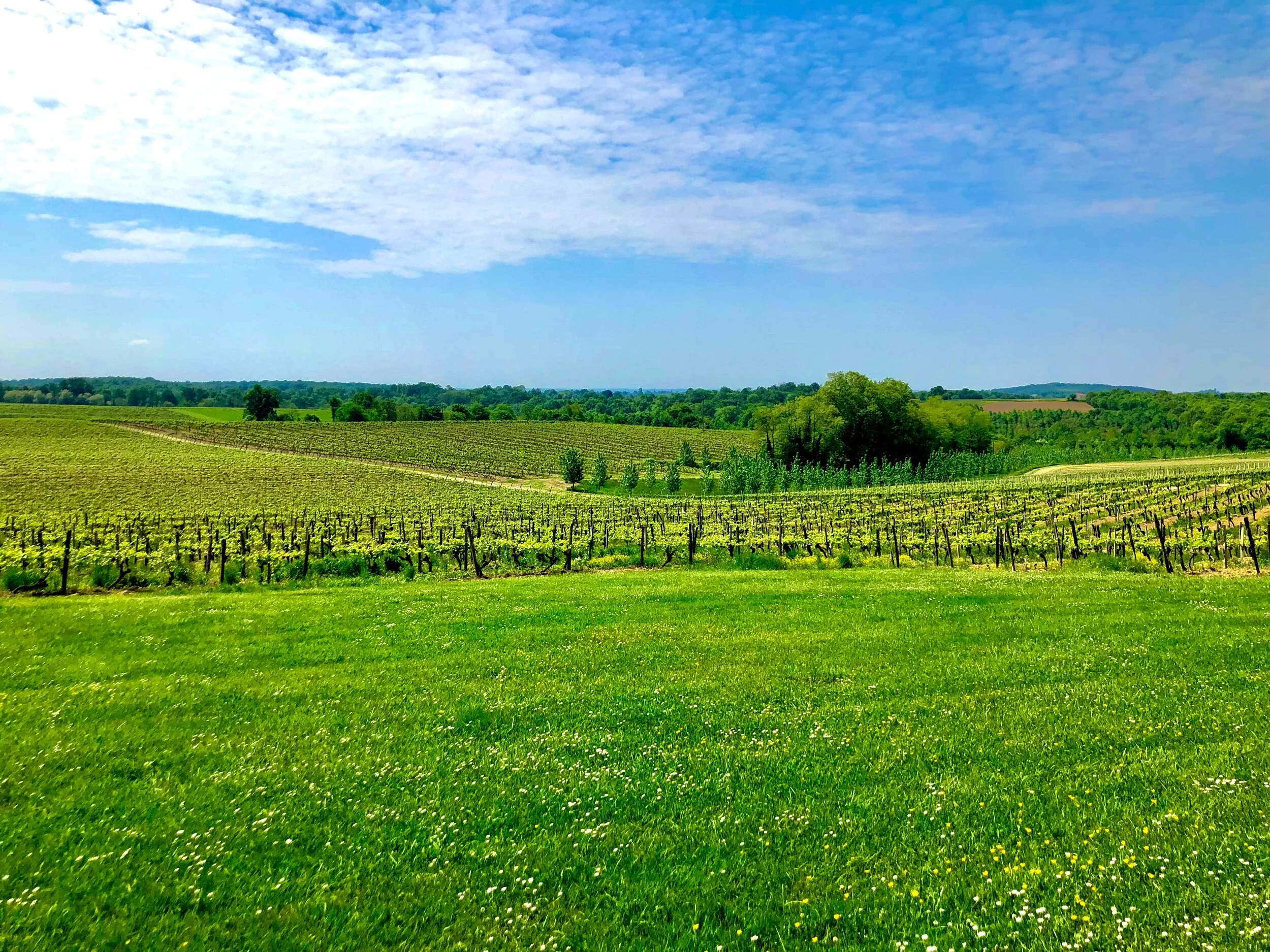 Day Drinking with David: Chateau De Laubade