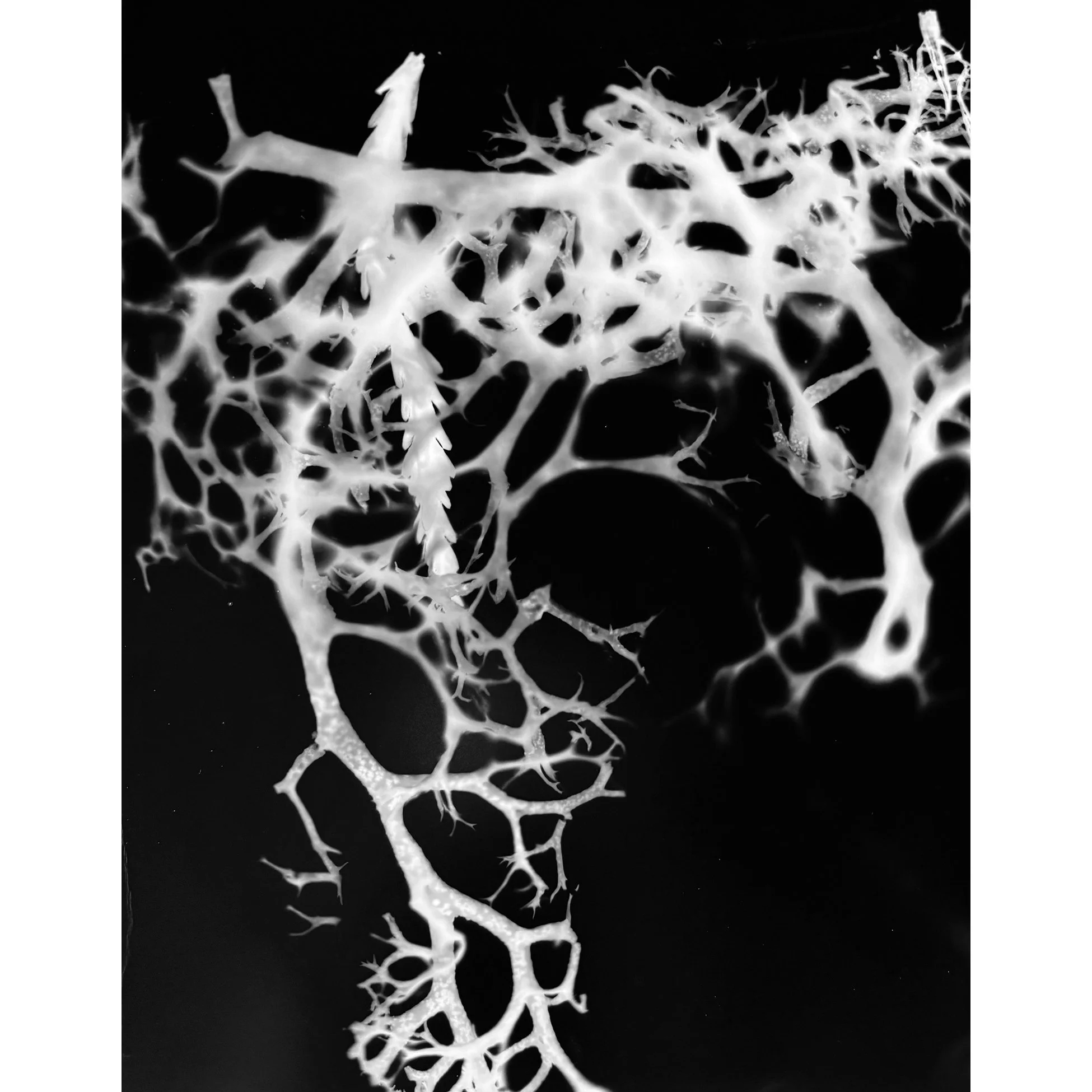 Jonathan Johnson — Island Darkroom