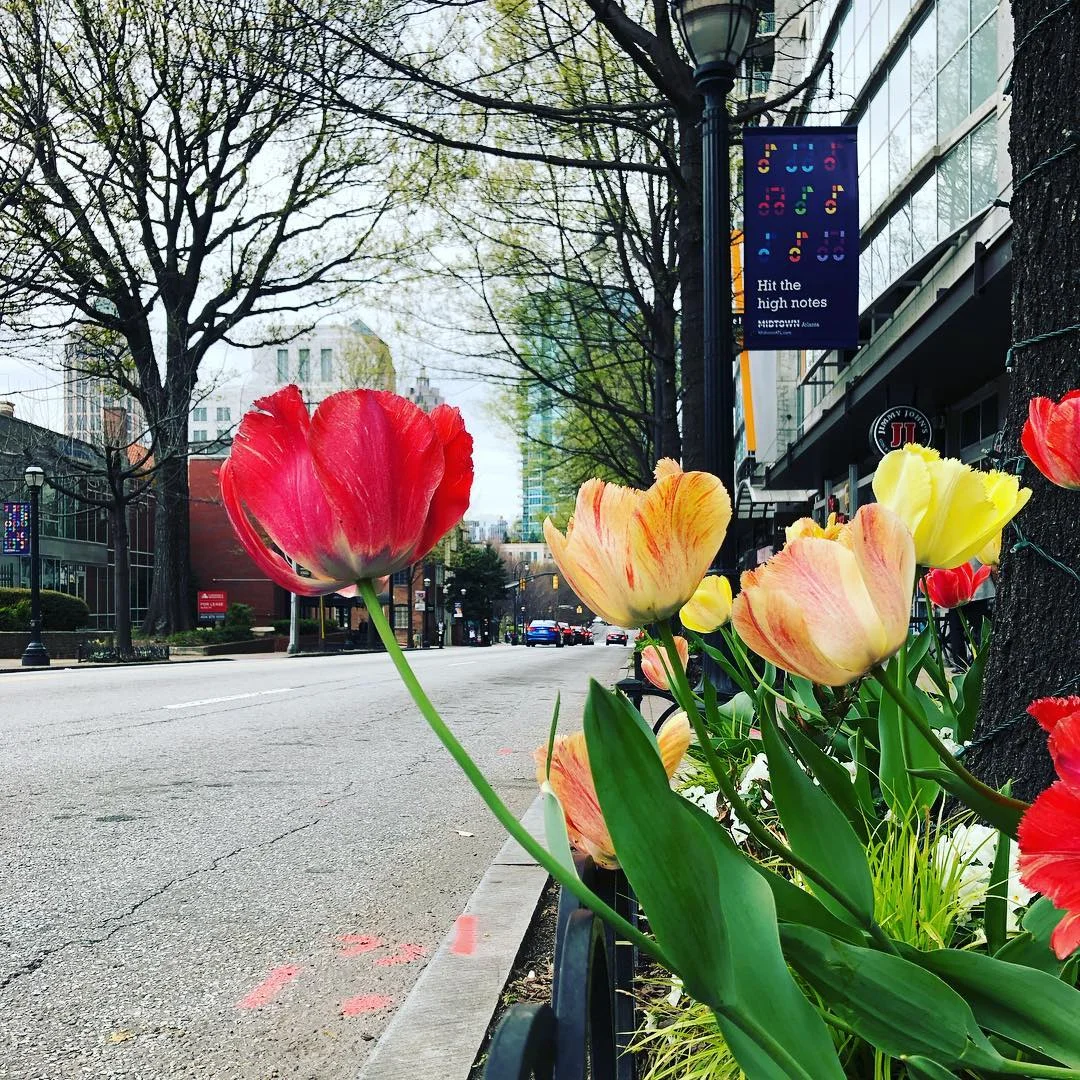 Spring tulips midtown.jpg