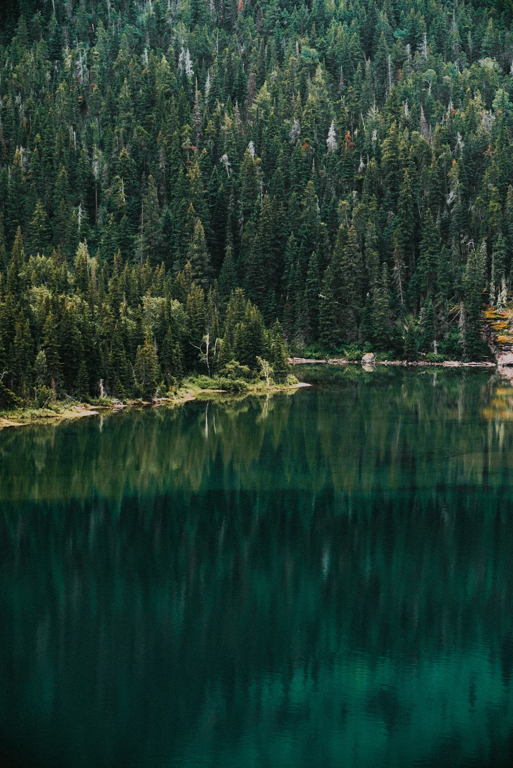 Forest of Reflections - GNP, MT