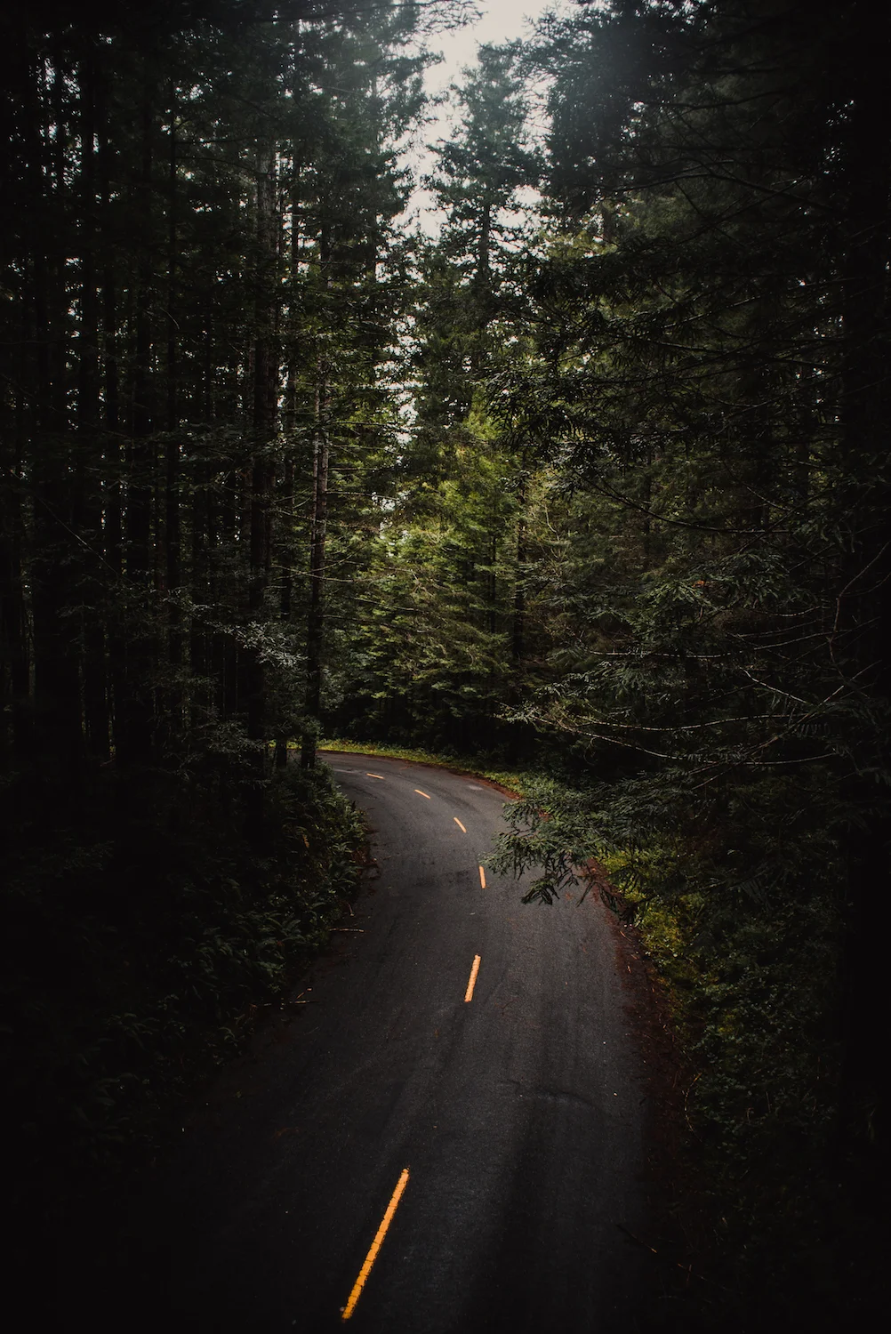 Around the Bend - Redwood National Park, CA