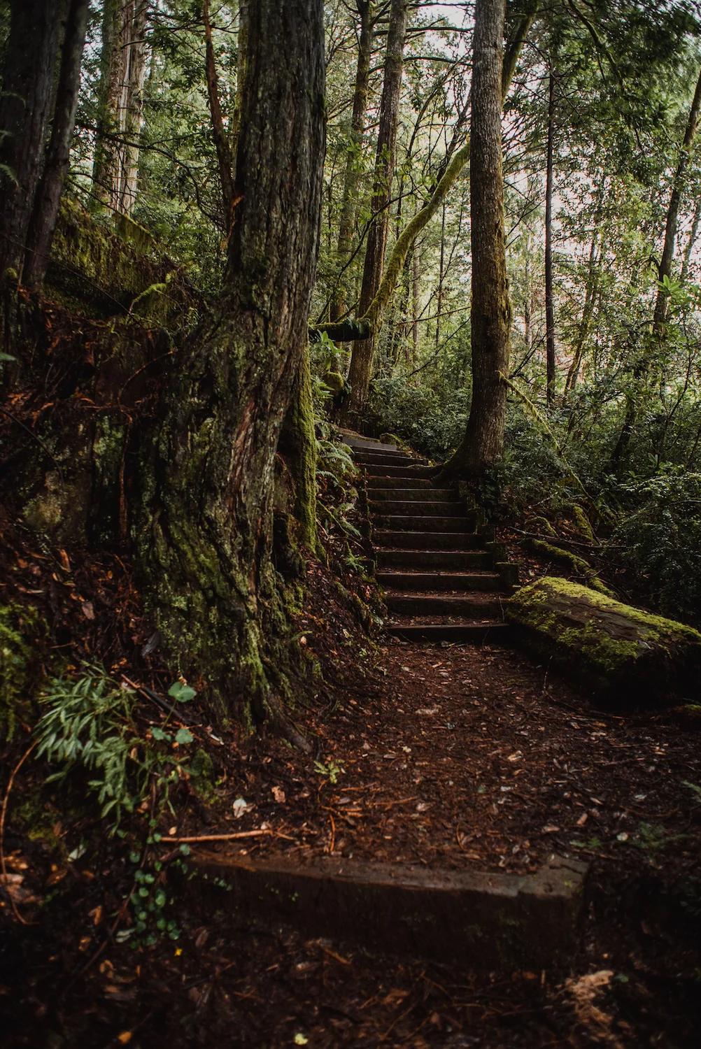 Mystical Trail - Redwood National Park, CA