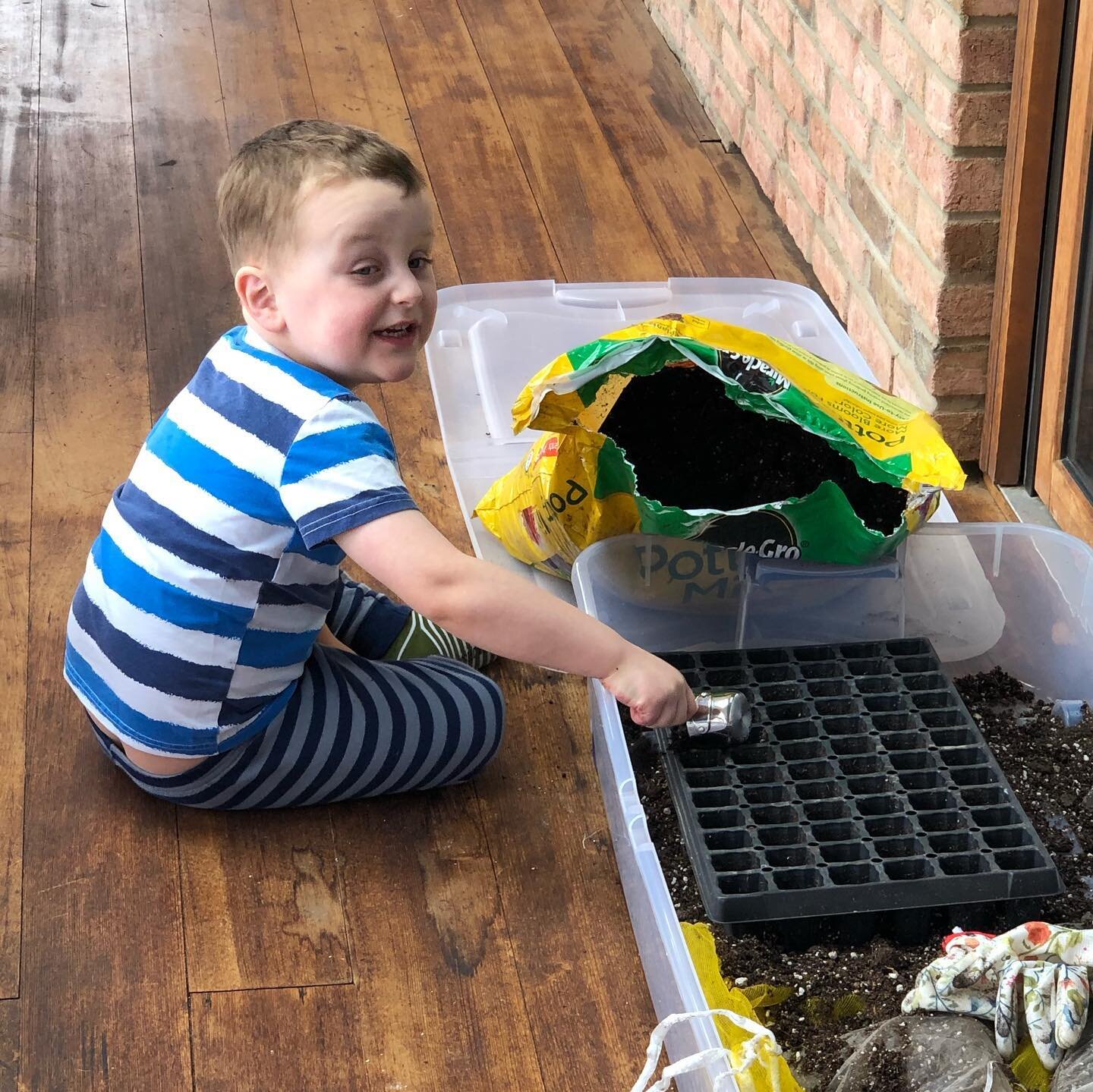 And to show us how it&rsquo;s done my soon to be 4 year old showing us how to fill a tray, plant the octopus (ranunculus) and finish with some water! He&rsquo;s a pro!!
