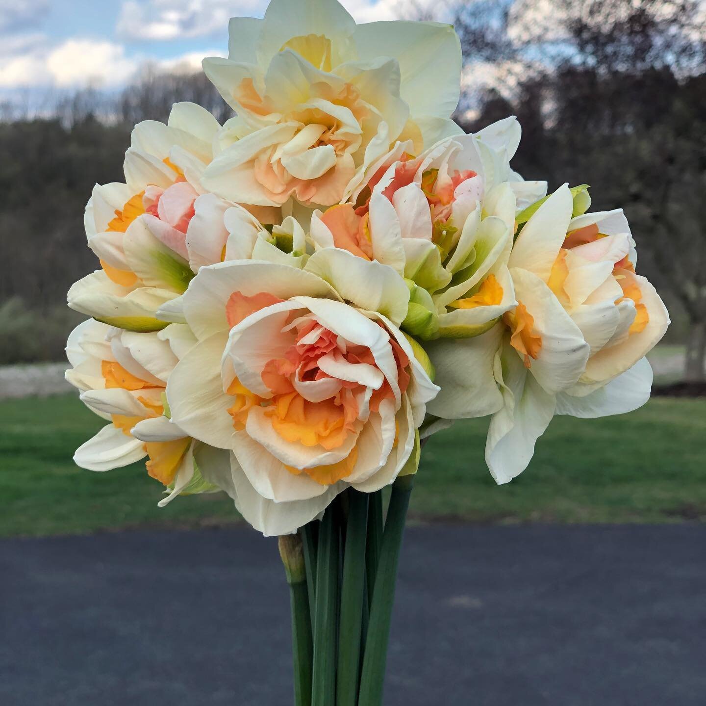 It was a long day working outside today to get the rest of our fancy daffs in the ground that we transported over from the old house!  Looking forward to the smells of the season.... our cat Diesel is ready too!! #frescheflowers #flowerfarmer #floral