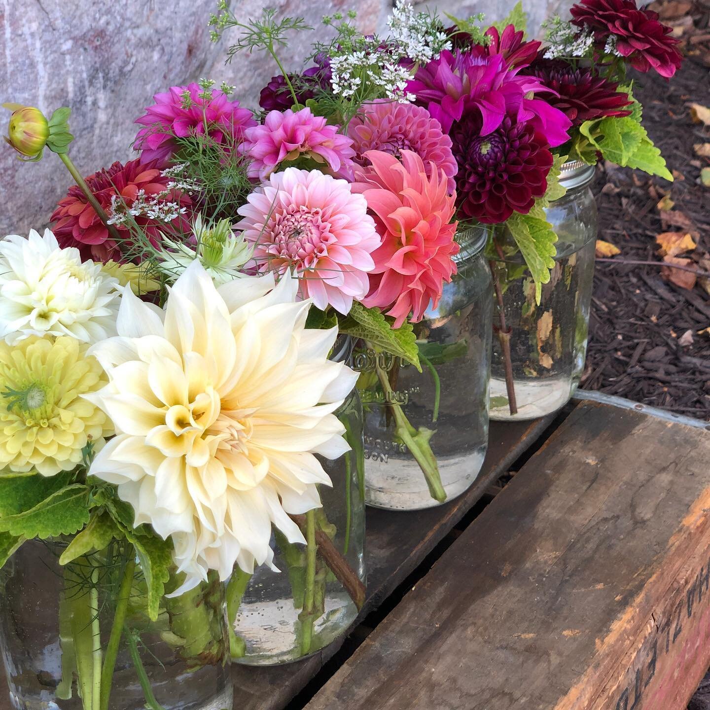 I just wanted to thank you all for your support in our CSA! We are officially sold out of Spring for our 2nd year in a row!  If you missed this I will be posting flash sales for peony and other seasonal bunches as we work through the season.  With th