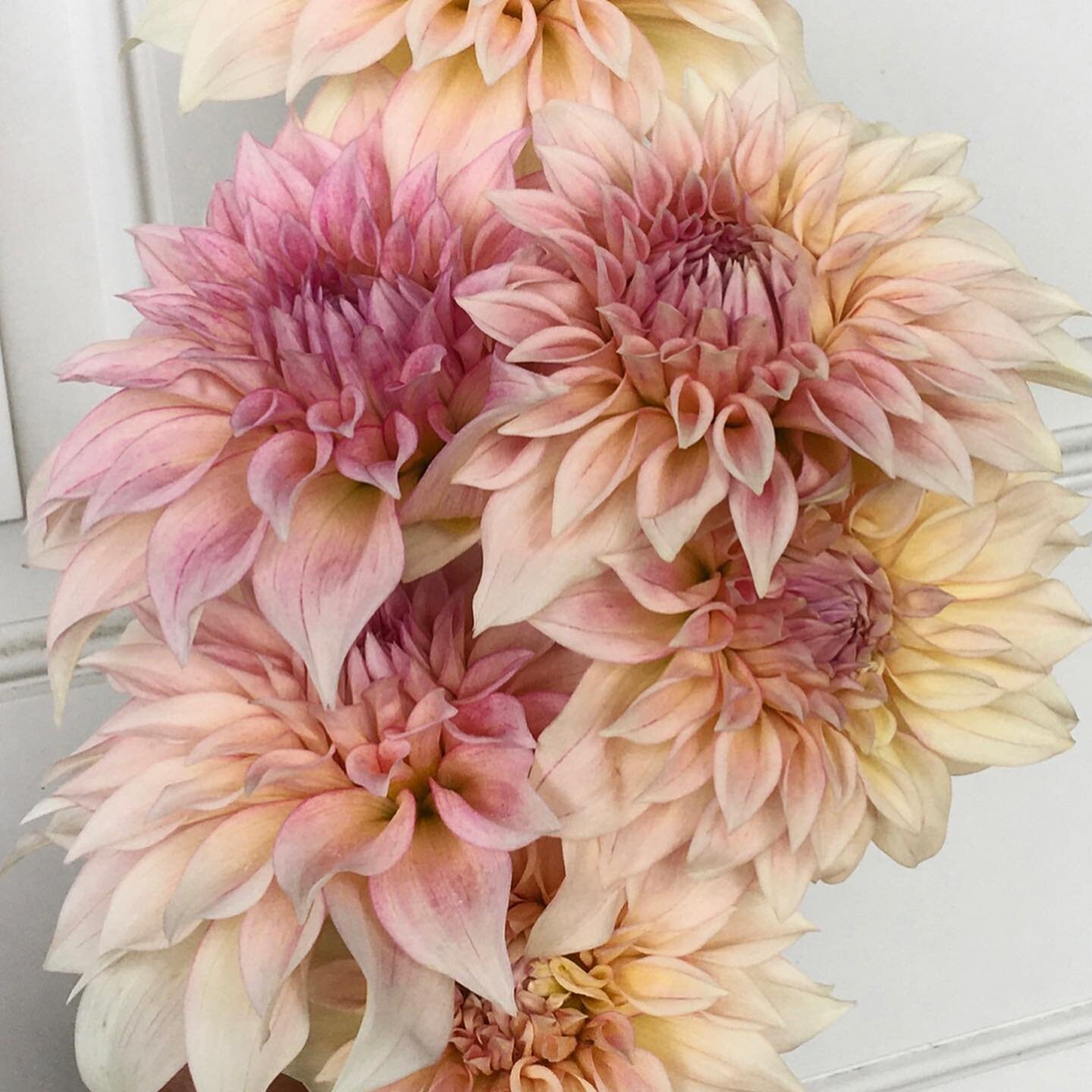 Happy Spring everyone! We are so excited to add a few of the KA varieties to our dahlia field this year.  Pictures are from the breeder Karen Albrecht&rsquo;s site.  If you are interested in Dahlia breeding, her book is a great addition to any garden