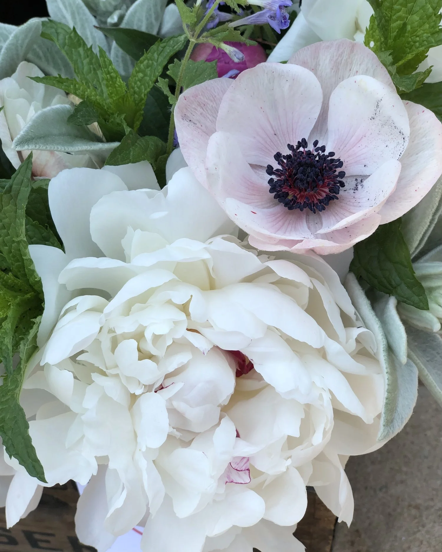 Peony 2024 Share- PICK UP ONLY