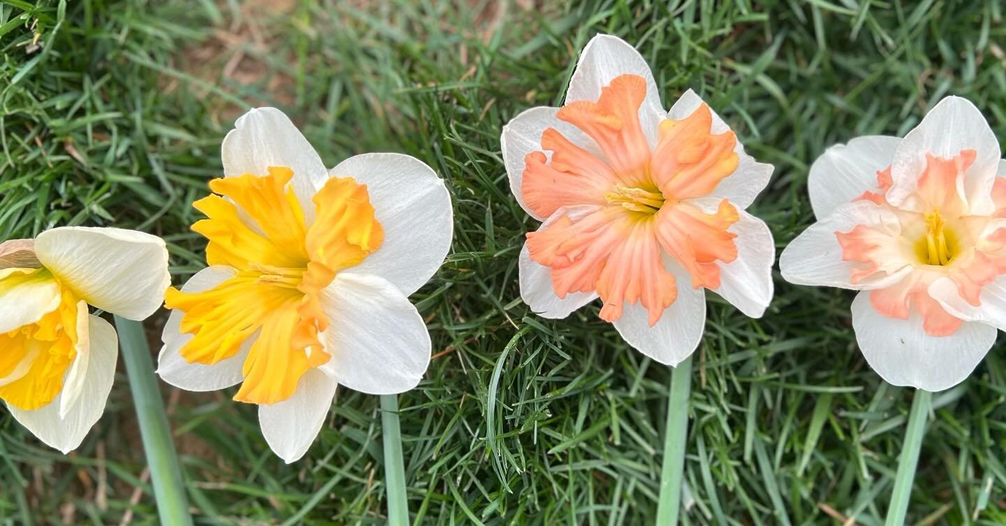 LOVE watching our sweet narcissus mature.  Featured here is one of our stunners.  We generally pick when they are at the stage to the left but as they open and mature, they go from yellow to a deep peach and end in a soft white.  These beauties and p