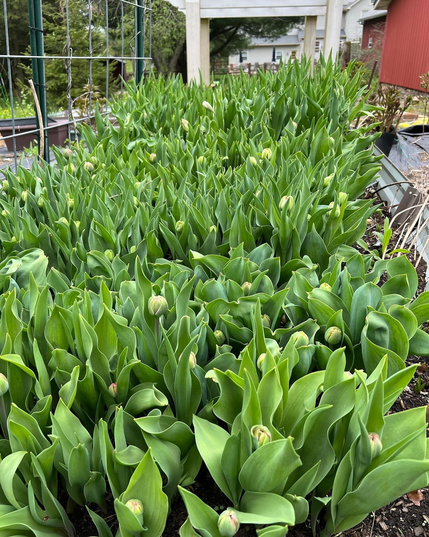 Tulip mania coming soon!! Our parrot and fringe tulips are on 🔥this week!! Hoping we have some extras after we sort out our CSA bouquets!  Will post if we do.  Thank you! #frescheflowers