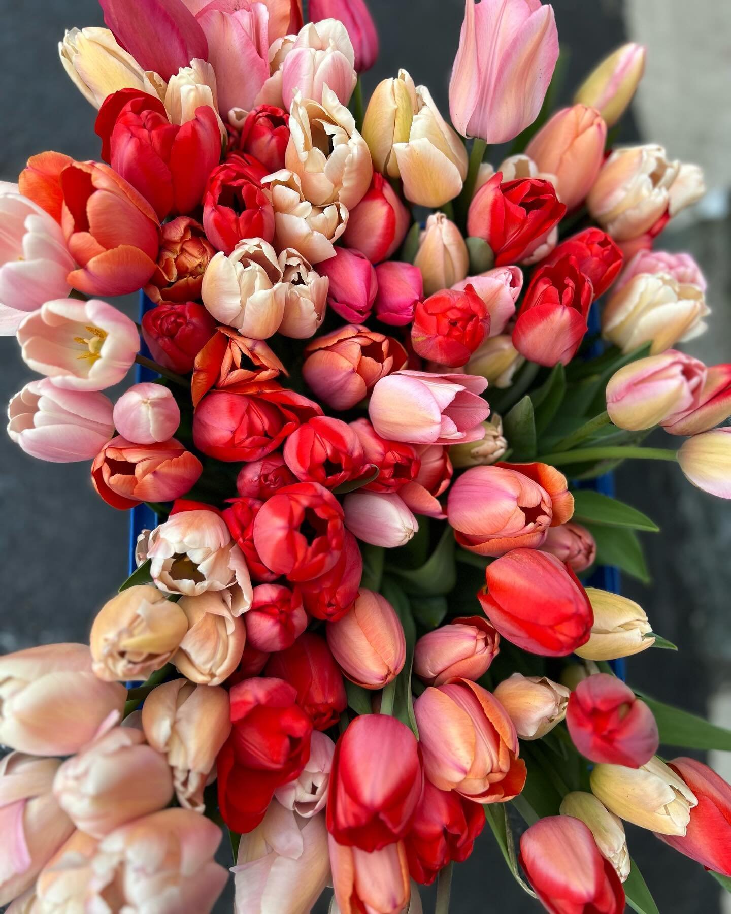 On a dim day nothing is better than a bucket of Darwins&hellip;.. #frescheflowers #springisintheair