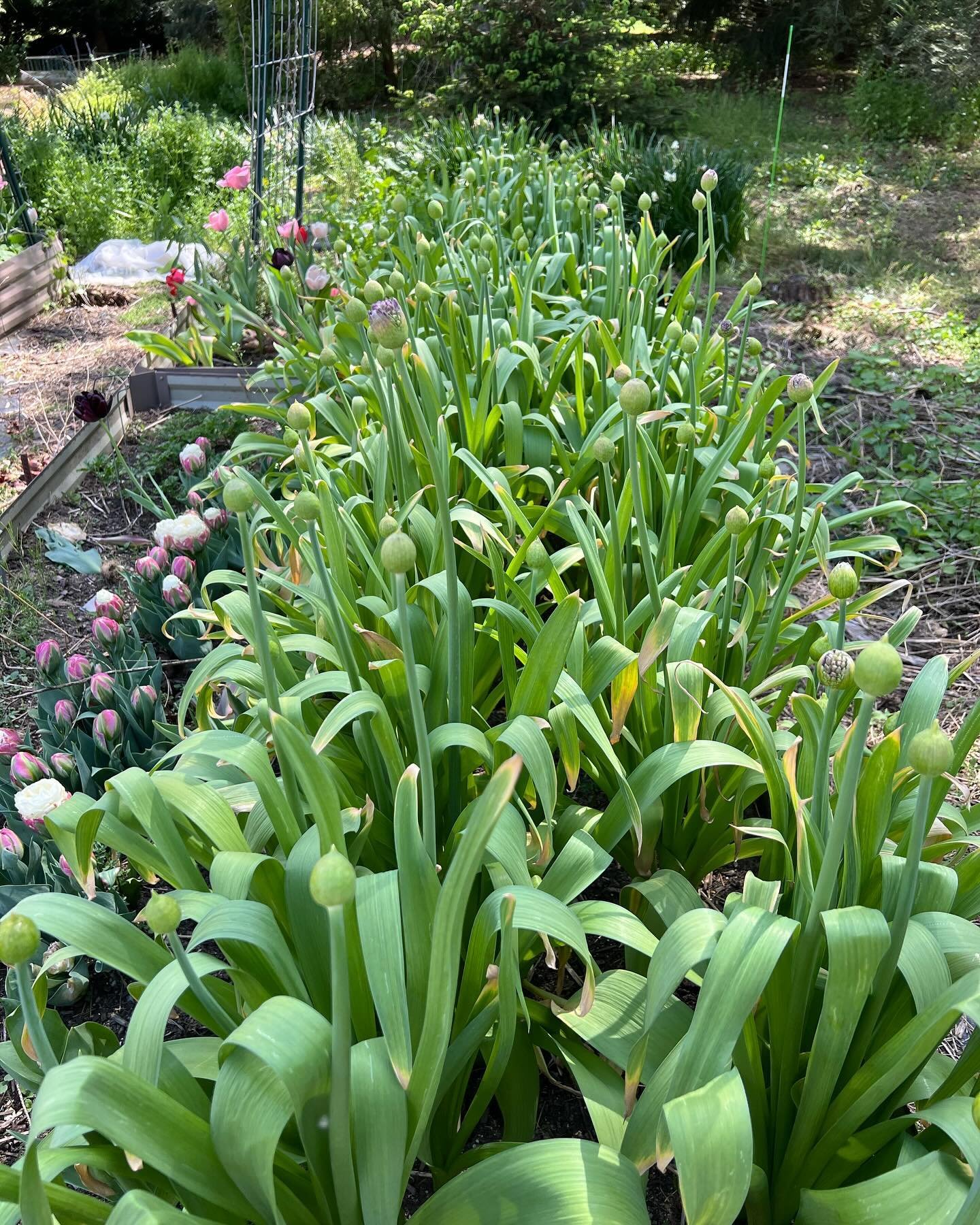The Allium is coming on strong just in time for Mother&rsquo;s Day next week!!! If you haven&rsquo;t pre-ordered yet, head to our shop!  Pick ups will be next Saturday and Sunday mornings.  Last round of Spring CSAs hit this week. For annual members 
