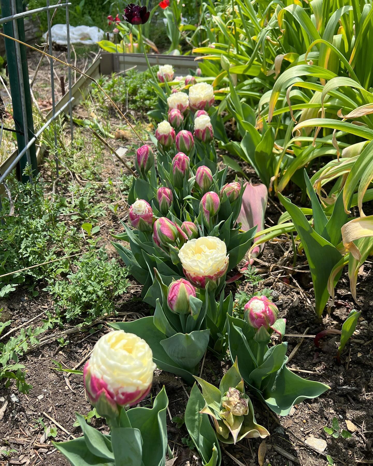 The &ldquo;ICE CREAM TULIP&rdquo;- ❤️. Only had a few today but they are coming in&mdash; only CSA orders for today at the stand.  If I have extras I will put out tomorrow!  Thank you and enjoy the weekend!