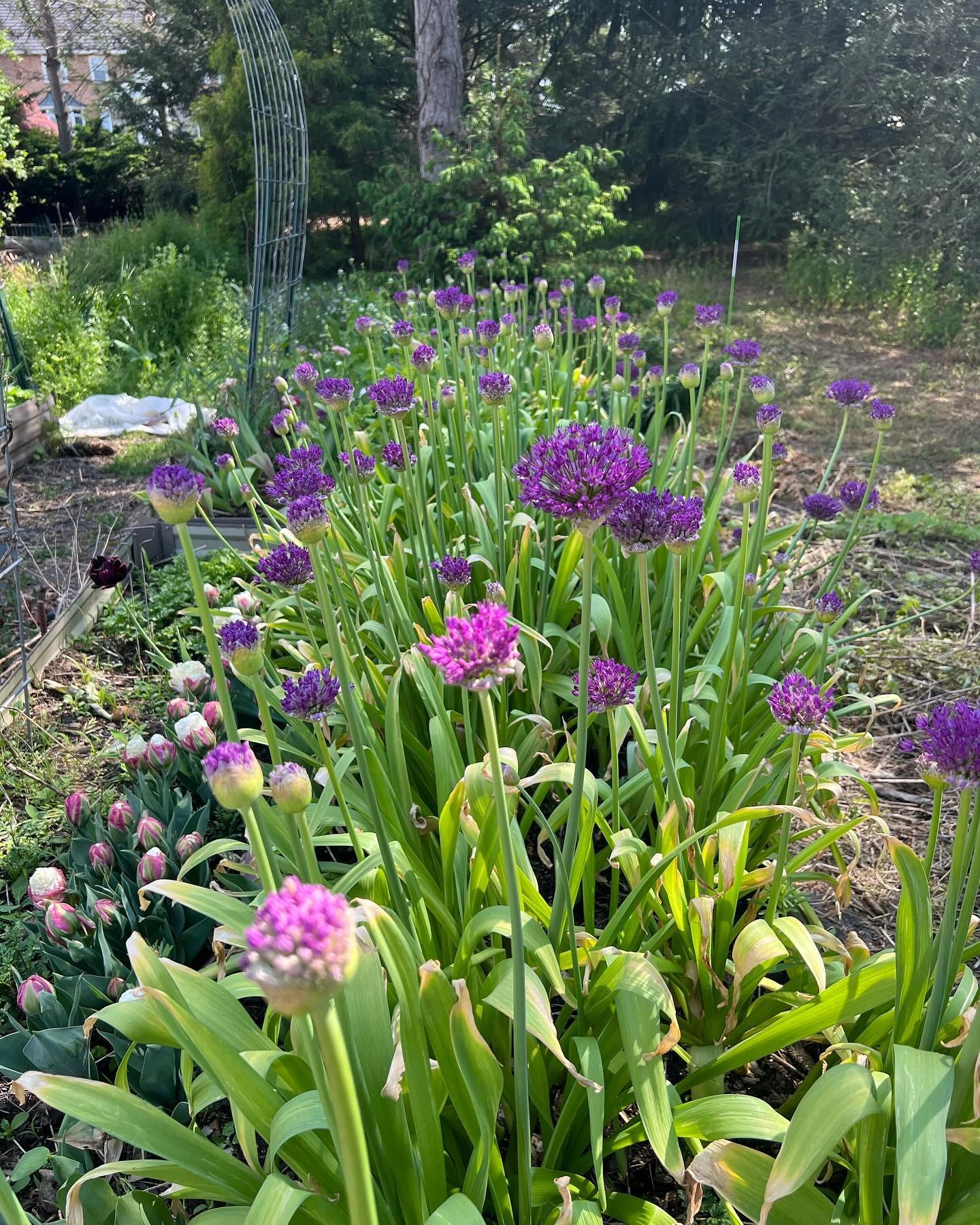 Allium and peonies! Just in time.. :)